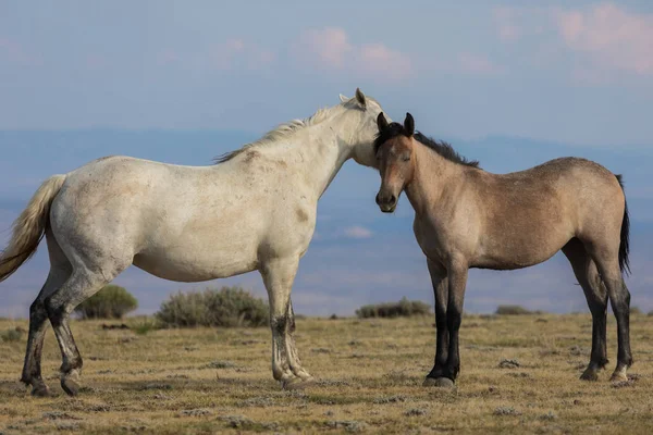 Dzikie Konie Pustyni Wysokiej Piasek Umywalka Colorado — Zdjęcie stockowe