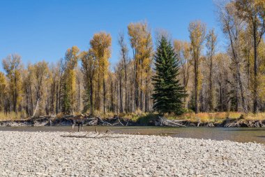 bir boğa shiras mus düşme rut sırasında bir nehir Wyoming