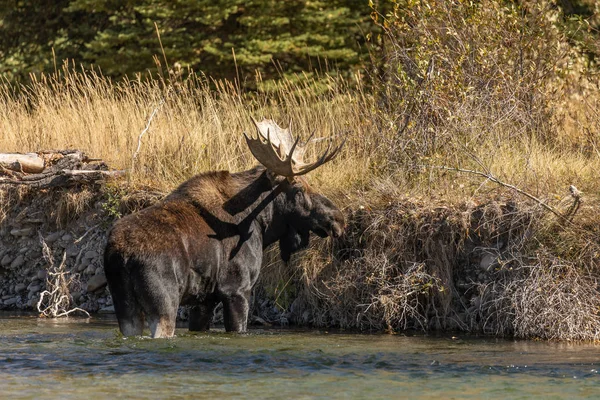 Ein Bulle Shiras Elch Einem Fluss Während Der Fallrut Wyoming — Stockfoto