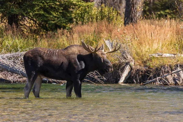 Bull Shiras Moose River Fall Rut Wyoming — Stock Photo, Image