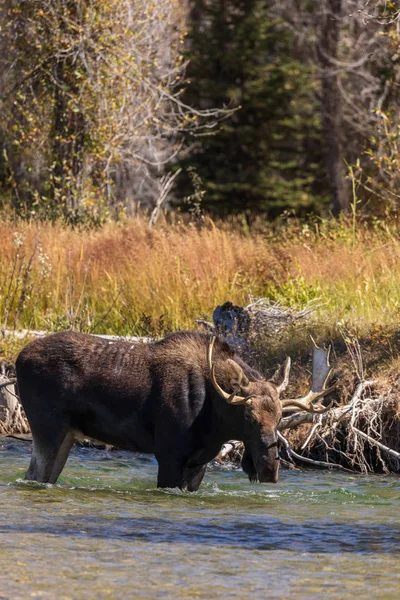 Bull Shiras Moose River Fall Rut Wyoming — Stock Photo, Image