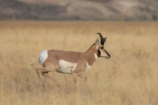 Mâle Antilope Pronghorn Automne Dans Wyoming — Photo