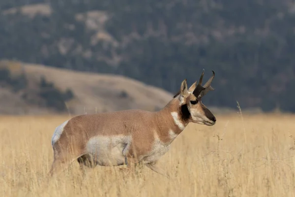 Ένα Buck Αντιλόπες Pronghorn Φθινόπωρο Του Wyoming — Φωτογραφία Αρχείου