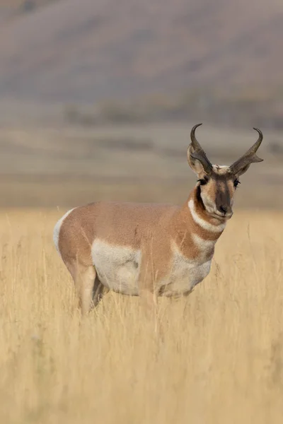 Villásszarvú Antilop Antilop Bak Alá Wyoming — Stock Fotó