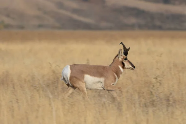 Ένα Buck Αντιλόπες Pronghorn Φθινόπωρο Του Wyoming — Φωτογραφία Αρχείου