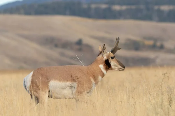 Ένα Buck Αντιλόπες Pronghorn Φθινόπωρο Του Wyoming — Φωτογραφία Αρχείου