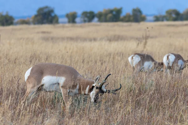 Een Bok Gaffelbok Antelope Herfst Wyoming — Stockfoto