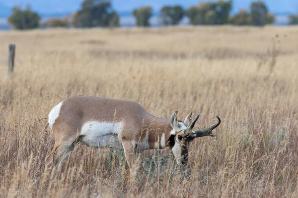 Villásszarvú Antilop Antilop Bak Alá Wyoming — Stock Fotó