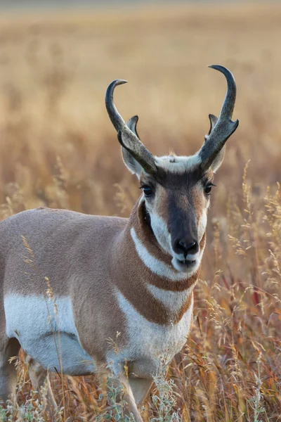 Een Bok Gaffelbok Antelope Herfst Wyoming — Stockfoto