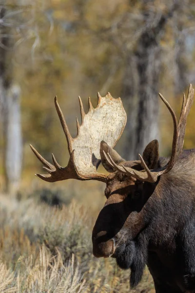 Tjur Tröjor Älg Hösten Rut Wyoming — Stockfoto