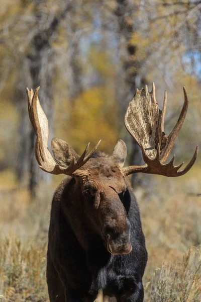 Toro Shiras Alce Durante Caída Rut Wyoming — Foto de Stock