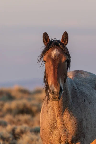 Krásná Detailní Záběr Portrét Divokého Koně Nekonečné Poušti — Stock fotografie