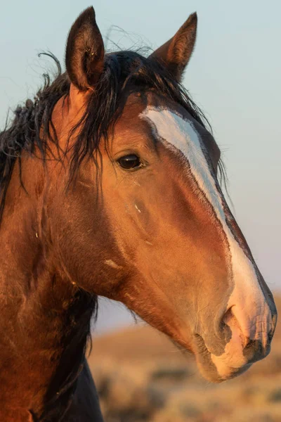 Hermoso Retrato Cerca Caballo Salvaje Desierto — Foto de Stock