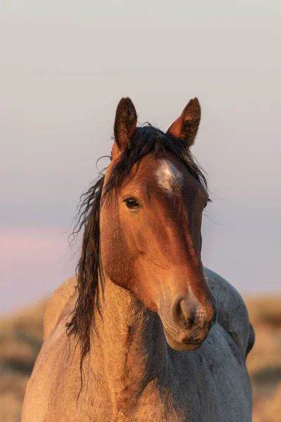 Een Mooi Portret Van Een Wild Paard Hoge Woestijn Close — Stockfoto