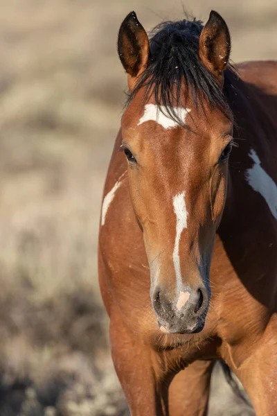 Belo Retrato Perto Cavalo Selvagem Deserto — Fotografia de Stock