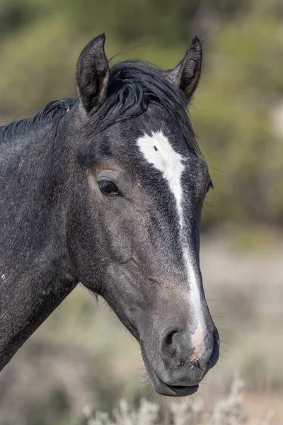 Hermoso Retrato Cerca Caballo Salvaje Desierto — Foto de Stock