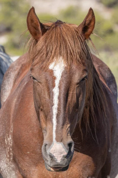 Hermoso Retrato Cerca Caballo Salvaje Desierto — Foto de Stock