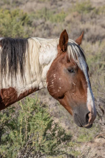 Beautiful Close Portrait Wild Horse High Desert — Stock Photo, Image