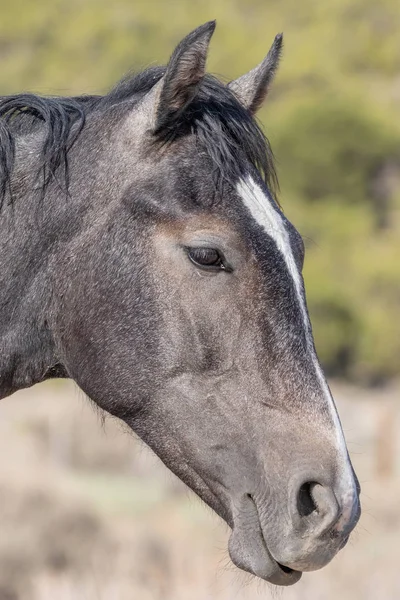 Een Mooi Portret Van Een Wild Paard Hoge Woestijn Close — Stockfoto