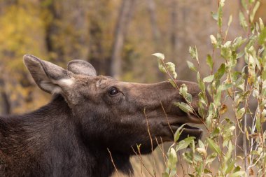 yakın up inek shiras mus sonbaharda Wyoming