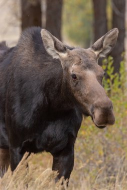 yakın up inek shiras mus sonbaharda Wyoming