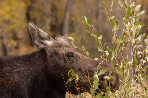 Close Cow Shiras Moose Autumn Wyoming — Stock Photo, Image