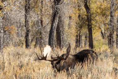 Wyoming 'deki sonbahar monotonluğu sırasında bir boğa shiras geyiği