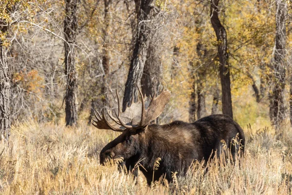 Een Stier Shiras Eland Tijdens Herfst Bronst Wyoming — Stockfoto