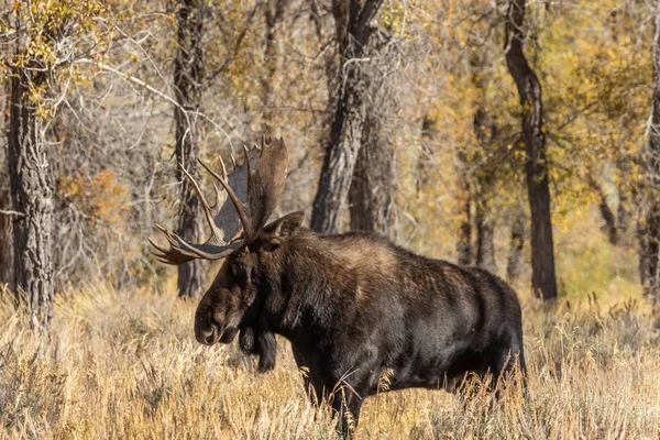 ワイオミング州の秋のラットの間に雄牛のシラスのムース — ストック写真