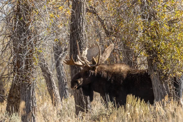 Orignal Taureau Shiras Pendant Ornière Automne Dans Wyoming — Photo