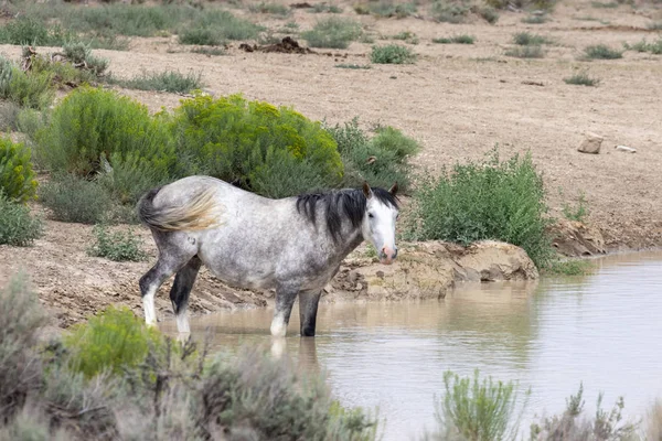 Wild Horse Desert Waterhole Sand Wash Basin Colorado — Stock Photo, Image
