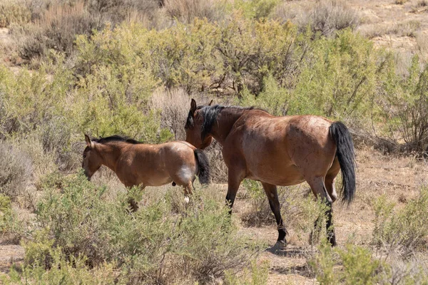 野生の馬の馬と夏のコロラド高砂漠に彼女のかわいい馬 — ストック写真