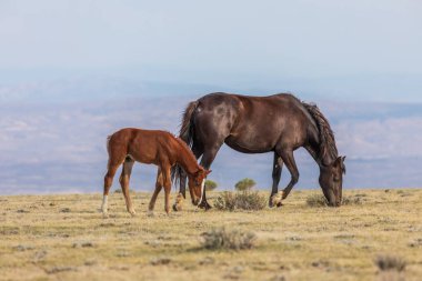 vahşi at kısrak ve onun sevimli yavru yaz aylarında Colorado yüksek çölde