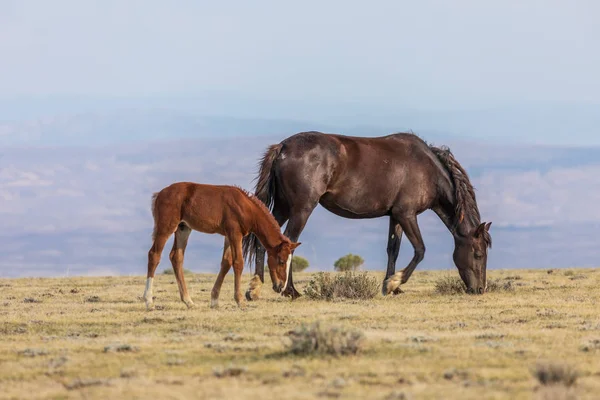 Klacz Koń Dziki Jej Śliczne Źrebię Pustyni Wysokiej Colorado Lecie — Zdjęcie stockowe