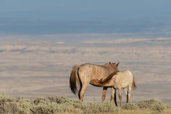 Wild Horse Mare Her Cute Foal Colorado High Desert Summer — Stock Photo, Image
