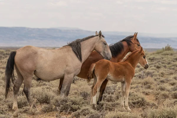 Klacz Koń Dziki Jej Śliczne Źrebię Pustyni Wysokiej Colorado Lecie — Zdjęcie stockowe