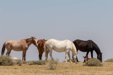 Yaz aylarında kum lavabo Colorado yüksek çölde güzel vahşi atlar