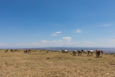 Yaz aylarında kum lavabo Colorado yüksek çölde güzel vahşi atlar