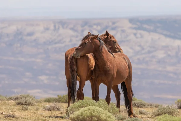 Piękne Dzikie Konie Pustyni Wysokiej Piasek Umywalka Colorado Lecie — Zdjęcie stockowe