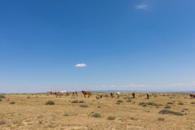 Yaz aylarında kum lavabo Colorado yüksek çölde güzel vahşi atlar