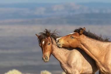 Yaz aylarında kum lavabo Colorado yüksek çölde görkemli vahşi atlar bir çift