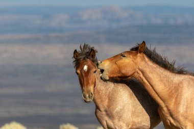 Yaz aylarında kum lavabo Colorado yüksek çölde görkemli vahşi atlar bir çift