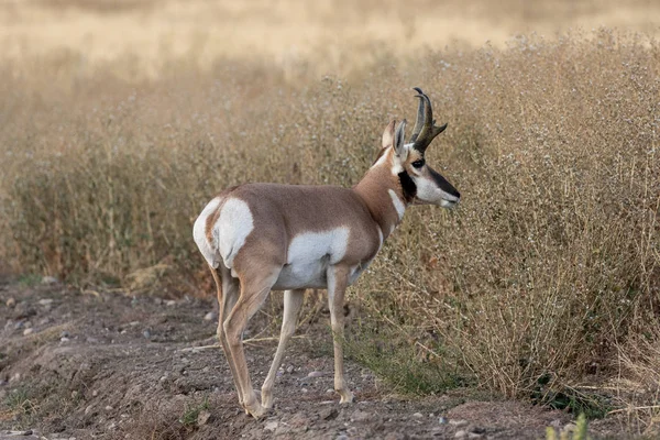 Pronomen Antilop Buck Wyoming Höst — Stockfoto