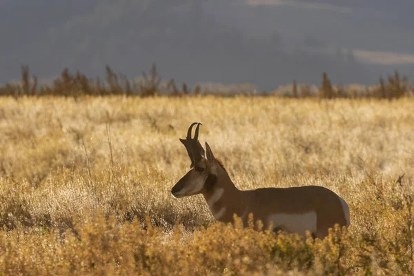 Een Pronghorn Antilopen Bok Wyoming Herfst — Stockfoto
