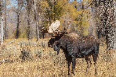 a shiras moose bull in Wyoming during the fall rut clipart