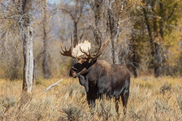Σιηράζ Άλκη Ταύρο Στο Wyoming Κατά Διάρκεια Της Πτώσης Αποτελμάτωση — Φωτογραφία Αρχείου