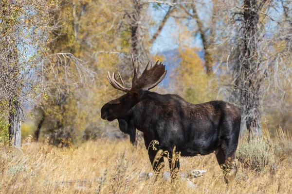 Toro Shiras Alce Wyoming Durante Rutina Otoño — Foto de Stock