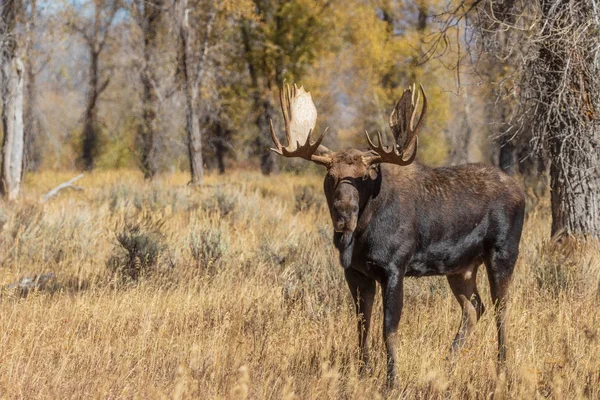 Σιηράζ Άλκη Ταύρο Στο Wyoming Κατά Διάρκεια Της Πτώσης Αποτελμάτωση — Φωτογραφία Αρχείου