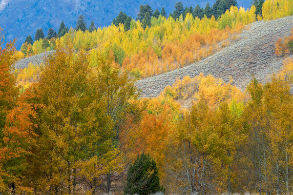 a scenic landscape in the Tetons in autumn