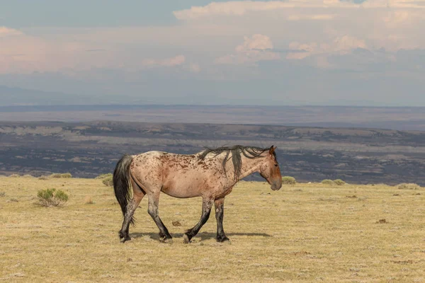 Beautiful Wild Horse Colorado High Desert — Stock Photo, Image
